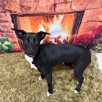 Thumbnail photo of Acorn #3