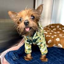 Thumbnail photo of Mittens #3