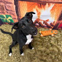 Thumbnail photo of Acorn #4