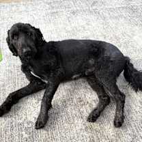 Thumbnail photo of Mack #4