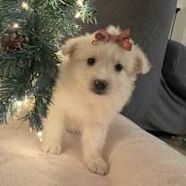 Thumbnail photo of Peter and Lucy #2