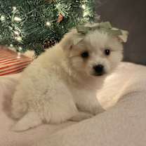 Thumbnail photo of Peter and Lucy #3