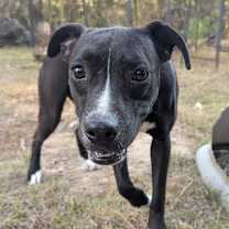 Thumbnail photo of PEPPER #3