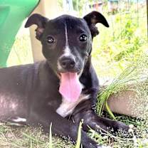 Thumbnail photo of PEPPER #4