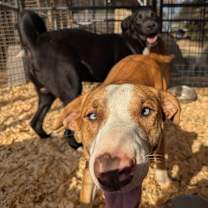 Thumbnail photo of LULU KATE #1