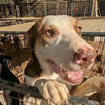 Thumbnail photo of DUSTY #3