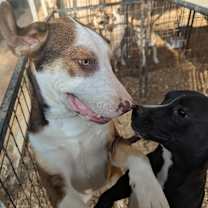 Thumbnail photo of DUSTY #4