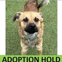 Thumbnail photo of Anthem #1