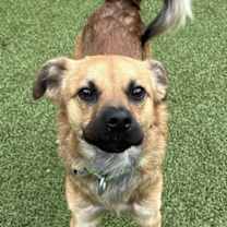 Thumbnail photo of Anthem #2