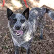 Thumbnail photo of Ranger #1