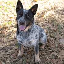 Thumbnail photo of Rusty #2