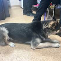 Thumbnail photo of JULISA  VIP RO #3