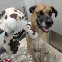 Thumbnail photo of Scrappy #3