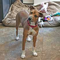 Thumbnail photo of Maple #3