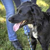 Thumbnail photo of Charlie #3