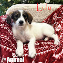 Thumbnail photo of Lulu #2