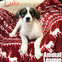 Thumbnail photo of Lulu #3