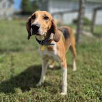 Thumbnail photo of Howlena #1