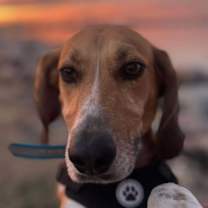 Thumbnail photo of Howlena #2