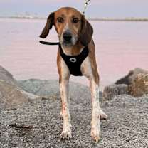 Thumbnail photo of Howlena #3