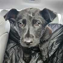 Thumbnail photo of Musketeer 1 #1