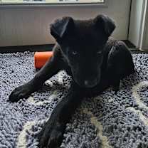 Thumbnail photo of Musketeer 1 #4