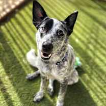 Thumbnail photo of Raider(C000-695) - Chino Hills Location #1