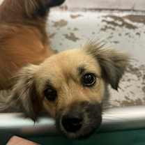 Thumbnail photo of Lily #1