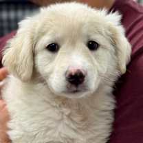 Thumbnail photo of Juicy #1