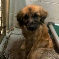 Thumbnail photo of Daisy #2