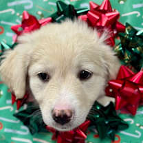 Thumbnail photo of Juicy #2