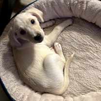 Thumbnail photo of Crumpit #1