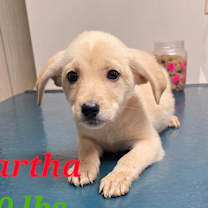 Thumbnail photo of Martha #2