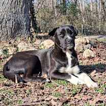 Thumbnail photo of Riggs #3