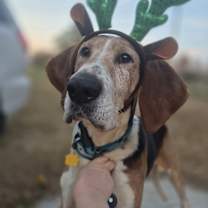 Thumbnail photo of Pappy #1