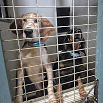 Thumbnail photo of Pappy #2