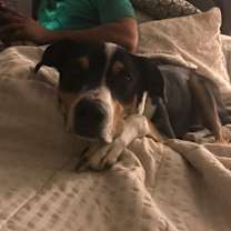 Thumbnail photo of Mr. Darcy #2