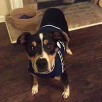 Thumbnail photo of Mr. Darcy #3