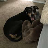 Thumbnail photo of Mr. Darcy #4