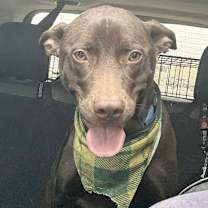 Thumbnail photo of TROY #4