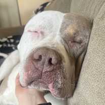 Thumbnail photo of Apollo #2