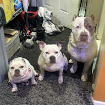 Thumbnail photo of Apollo #3