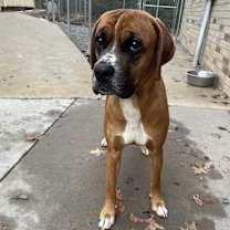 Thumbnail photo of Copper #2