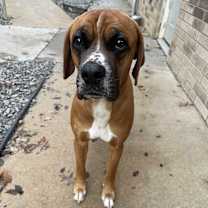 Thumbnail photo of Copper #3