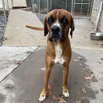 Thumbnail photo of Copper #4