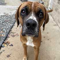 Thumbnail photo of Copper #1