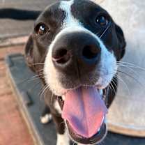 Thumbnail photo of OREO #2