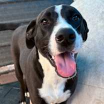 Thumbnail photo of OREO #3