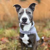 Thumbnail photo of Puppy #4