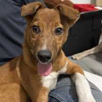 Thumbnail photo of Charlie #1